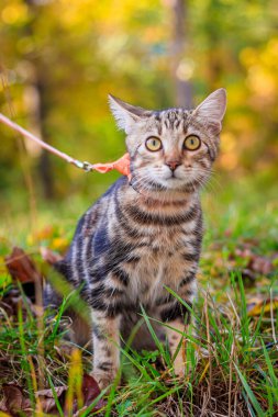 Sonbahar parkında yürüyüş için ev kedisi. Ev hayvanı. Kedi ve sonbahar. Bengal kedi yavrusu..