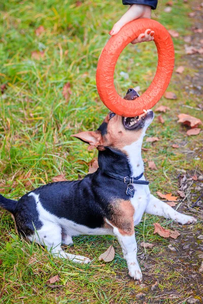 Anjing Jack Russell Terrier untuk berjalan-jalan di taman. Rumah hewan peliharaan. Anjing berjalan di taman. Taman Musim Gugur . — Stok Foto