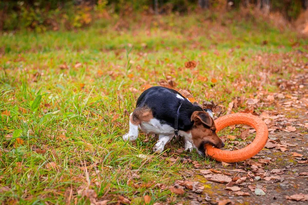 Cane Jack Russell Terrier per una passeggiata nel parco. Casa, cucciolo. Cane che cammina nel parco. Parco autunnale . — Foto Stock