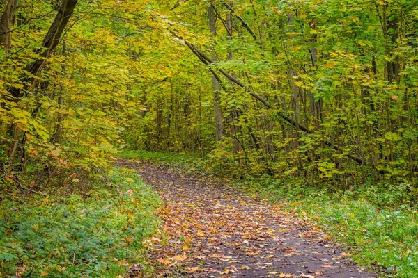 秋天公园的风景。 金秋 秋天里阳光灿烂,黄树成荫. 美丽的风景. — 图库照片