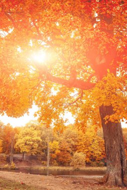 Autumn Park manzarası. Altın sonbahar. Sonbahar parkında sarı ağaçlarla güneşli bir gün. Güzel manzara.