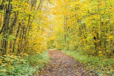 Autumn Park manzarası. Altın sonbahar. Sonbahar parkında sarı ağaçlarla güneşli bir gün. Güzel manzara.