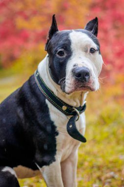 Amstaff köpeği parkta yürüyüşe çıktı. Büyük köpek. Zeki köpek. Açık renk. Ev hayvanı. Siyah beyaz köpek.