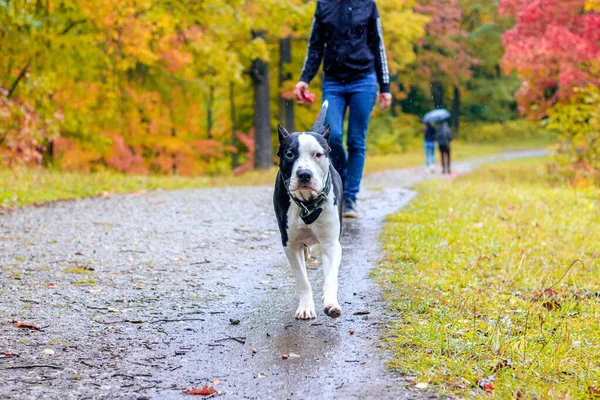 Amstaff köpeği parkta yürüyüşe çıktı. Büyük köpek. Zeki köpek. Açık renk. Ev hayvanı. Siyah beyaz köpek.