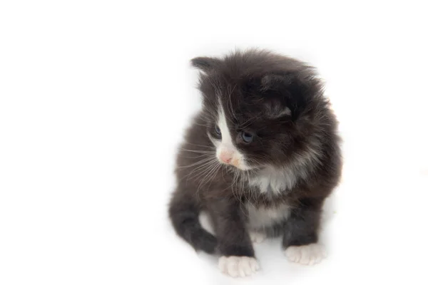 Маленький чёрный котёнок на белом фоне. Домашний. Котёнок 3 недели . — стоковое фото