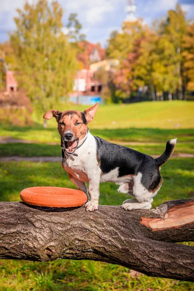 Anjing Jack Russell Terrier untuk berjalan-jalan di taman. Rumah hewan peliharaan. Anjing berjalan di taman. Taman Musim Gugur . — Stok Foto