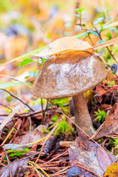 Setas congeladas en el bosque. El final de la temporada de setas. Setas comestibles. La primera helada. Champiñones y heladas. Seta congelada . —  Fotos de Stock