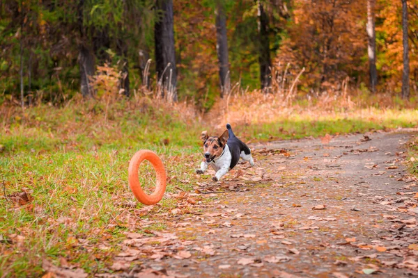 Cane Jack Russell Terrier per una passeggiata nel parco. Casa, cucciolo. Cane che cammina nel parco. Parco autunnale . — Foto Stock