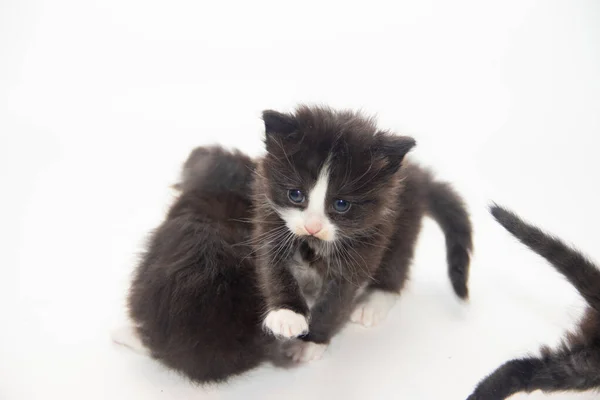 Little black kitten on a white background. Home pet. Kitten 3 weeks. — 图库照片