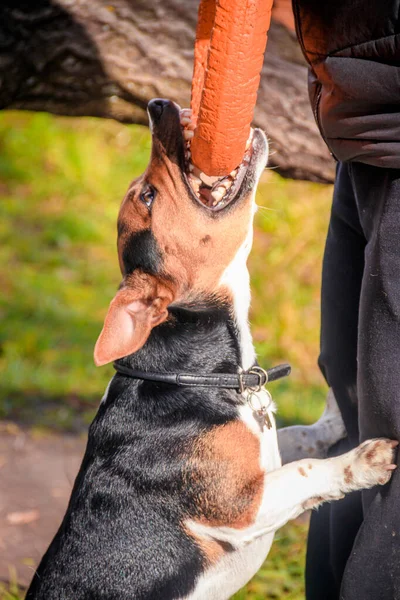 Cane Jack Russell Terrier per una passeggiata nel parco. Casa, cucciolo. Cane che cammina nel parco. Parco autunnale . — Foto Stock