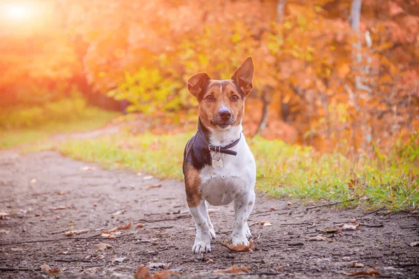 Dog Jack Russell Terrier för en promenad i parken. Hem husdjur. Hundpromenader i parken. Höstparken. — Stockfoto