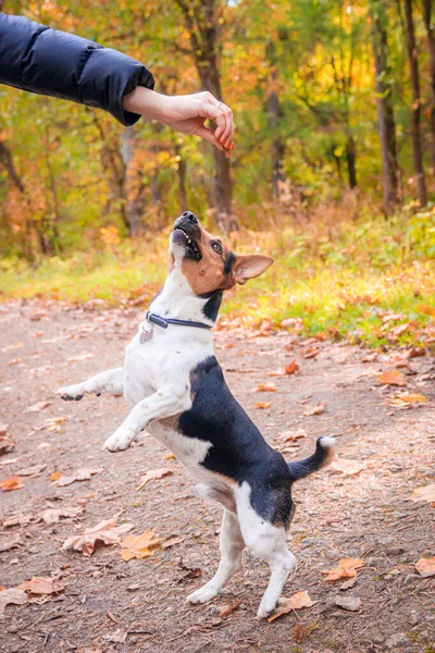 Dog Jack Russell Terrier for a walk in the park. Home pet. Dog walking in the park. Autumn Park. — Stock Photo, Image