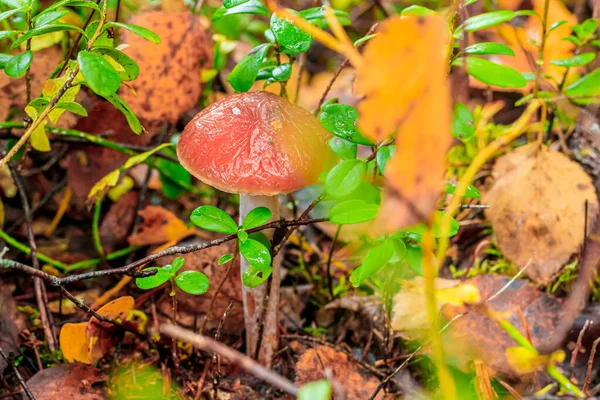 Setas congeladas en el bosque. El final de la temporada de setas. Setas comestibles. La primera helada. Champiñones y heladas. Seta congelada . — Foto de Stock