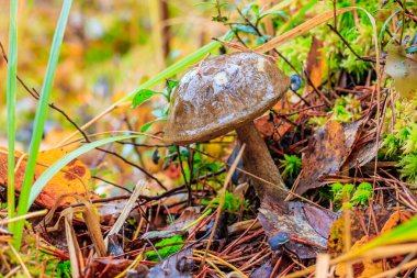 Ormanda donmuş mantarlar. Mantar sezonunun sonu. Yenilebilir mantarlar. İlk ayaz. Mantar ve buz. Donmuş mantar..