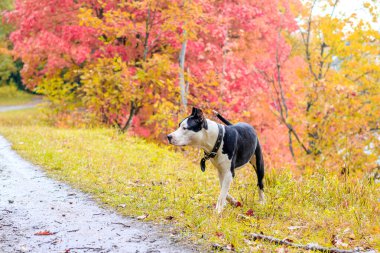 Amstaff köpeği parkta yürüyüşe çıktı. Büyük köpek. Zeki köpek. Açık renk. Ev hayvanı. Siyah beyaz köpek.