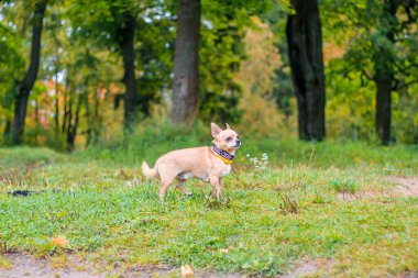 Chihuahua köpeği parkta yürüyüşe çıkmış. Küçük bir köpek. Zeki köpek. Açık renk. Ev hayvanı.