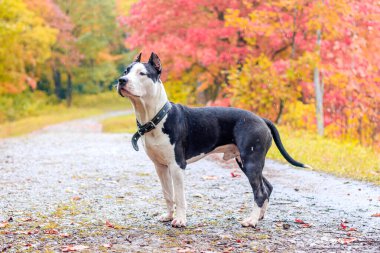 Amstaff köpeği parkta yürüyüşe çıktı. Büyük köpek. Zeki köpek. Açık renk. Ev hayvanı. Siyah beyaz köpek.