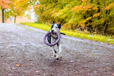 Amstaff köpeği parkta yürüyüşe çıktı. Büyük köpek. Zeki köpek. Açık renk. Ev hayvanı. Siyah beyaz köpek.