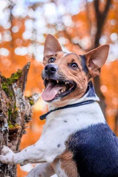 Dog Jack Russell Terrier para um passeio no parque. Animal de estimação. Um cão a passear no parque. Parque do Outono . — Fotografia de Stock