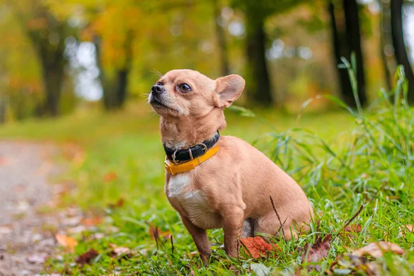 Chihuahua hund på en promenad i parken. En liten hund. Ljus hund. Ljus färg. Husdjur. — Stockfoto