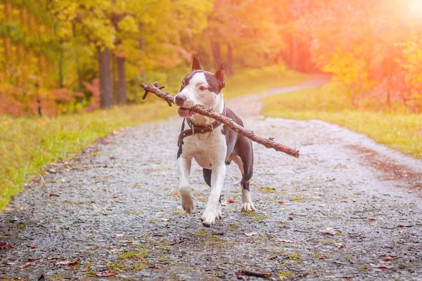 Amstaff dog on a walk in the park. Big dog. Bright dog. Light color. Home pet. Black and white dog — Stock Photo, Image