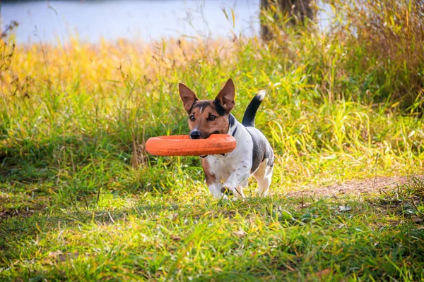 Cane Jack Russell Terrier per una passeggiata nel parco. Casa, cucciolo. Cane che cammina nel parco. Parco autunnale . — Foto Stock