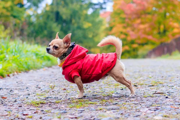 奇瓦瓦犬在公园里散步. 一只小狗。 聪明的狗。 浅色。 家养宠物. — 图库照片