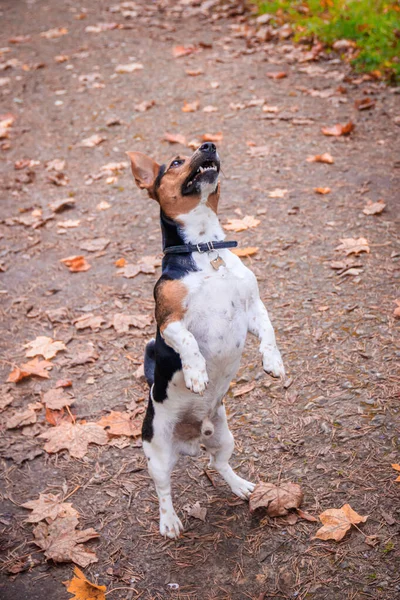 Hunden Jack Russell Terrier går en tur i parken. Hjem kæledyr. Hunden går i parken. Efterårsparken . - Stock-foto