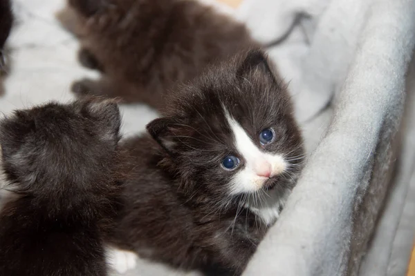 小黑猫在一个盒子里。 宠物. — 图库照片