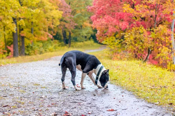Amstaff perro en un paseo por el parque. Gran perro. Un perro brillante. Color claro. Mascota. Perro blanco y negro — Foto de Stock