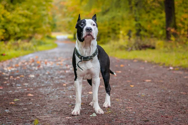 Amstaff hond op een wandeling in het park. Grote hond. Heldere hond. Lichte kleur. Thuis huisdier. Zwarte en witte hond — Stockfoto