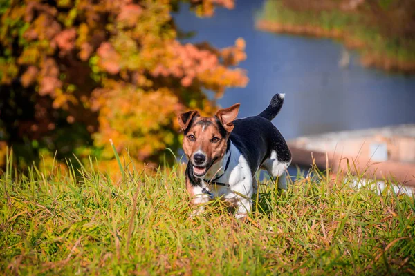Hund Jack Russell Terrier Promenader Höstparken — Stockfoto