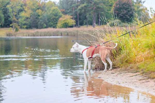 Amstaff dog on walk in autumn park at daytime