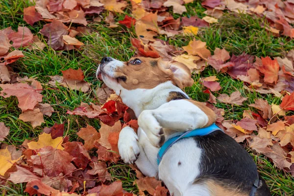 Beagle Chica Pie Parque Otoño Durante Día — Foto de Stock