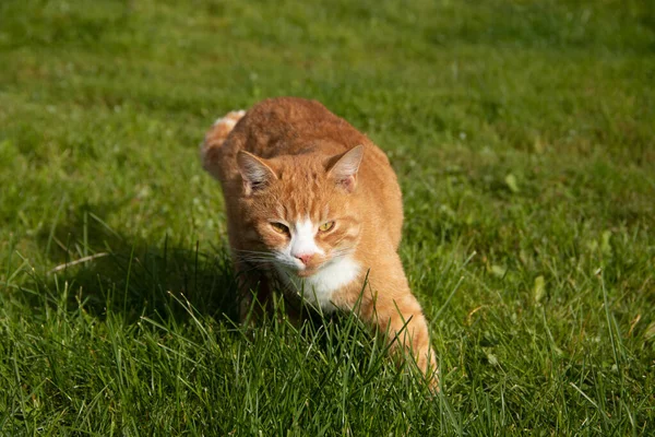 Červená Kočka Kráčí Zelené Trávě Slunečného Počasí — Stock fotografie