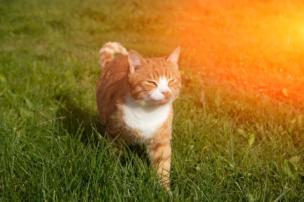 Gato Rojo Camina Sobre Hierba Verde Tiempo Soleado — Foto de Stock