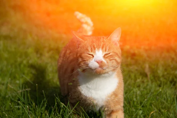 Gato Rojo Camina Sobre Hierba Verde Tiempo Soleado — Foto de Stock