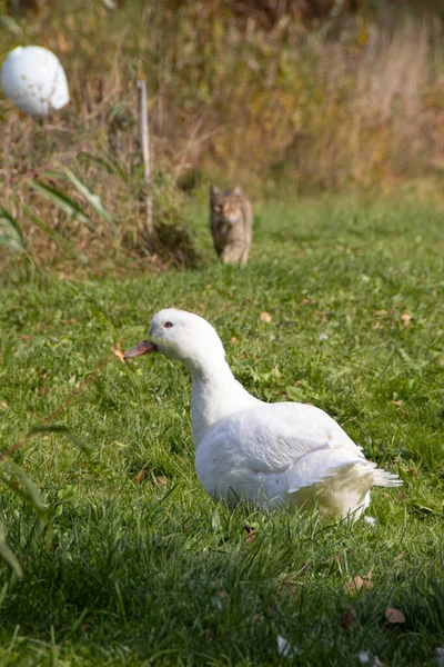 Vit Tamanka Går Grönt Gräs Trädgården — Stockfoto