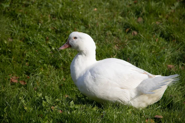 White Domestic Duck Walking Green Grass Garden — Stock Photo, Image