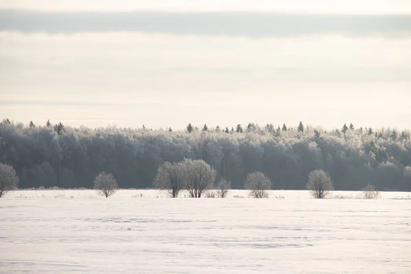 Paesaggio invernale nevoso nel campo. Alberi bianchi congelati. Spazi aperti russi . — Foto Stock