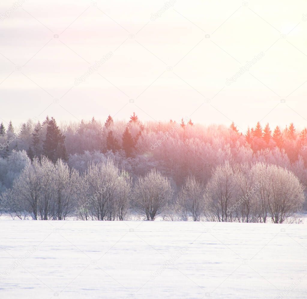 Snowy winter landscape in the field. Frozen white trees. Russian open spaces.