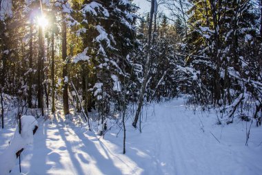 Güneşli havada karlı kış ormanı. Kış manzarası. Karda ağaçlar. Karlı orman patikaları.