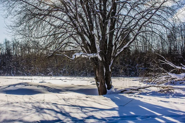 snowy winter forest in sunny weather. winter landscape. Trees in the snow. Snowy forest trails.