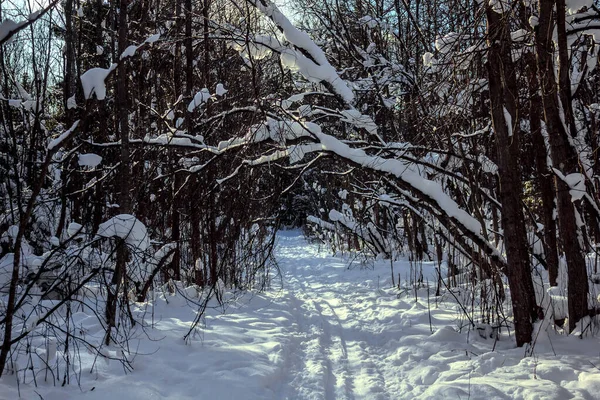 Bosque de invierno nevado en tiempo soleado. paisaje de invierno. Árboles en la nieve. Senderos de bosque nevado . — Foto de Stock