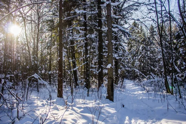 Snowy winter forest in sunny weather. winter landscape. Trees in the snow. Snowy forest trails. — Stock Photo, Image