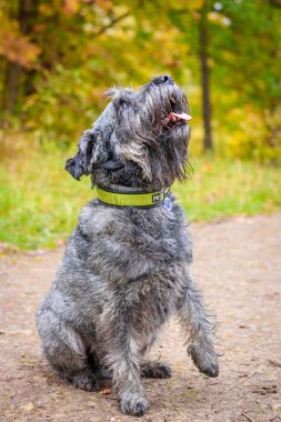Minyatür schnauzer köpeği sıcak bir günde sonbahar parkında yürüyor.