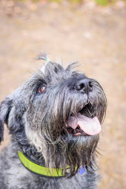 Minyatür schnauzer köpeği sıcak bir günde sonbahar parkında yürüyor.