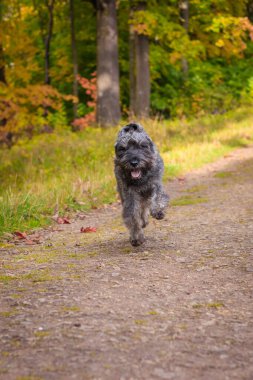 Minyatür schnauzer köpeği sıcak bir günde sonbahar parkında yürüyor.