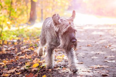 Minyatür schnauzer köpeği sıcak bir günde sonbahar parkında yürüyor.