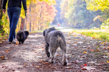 Minyatür schnauzer köpeği sıcak bir günde sonbahar parkında yürüyor.